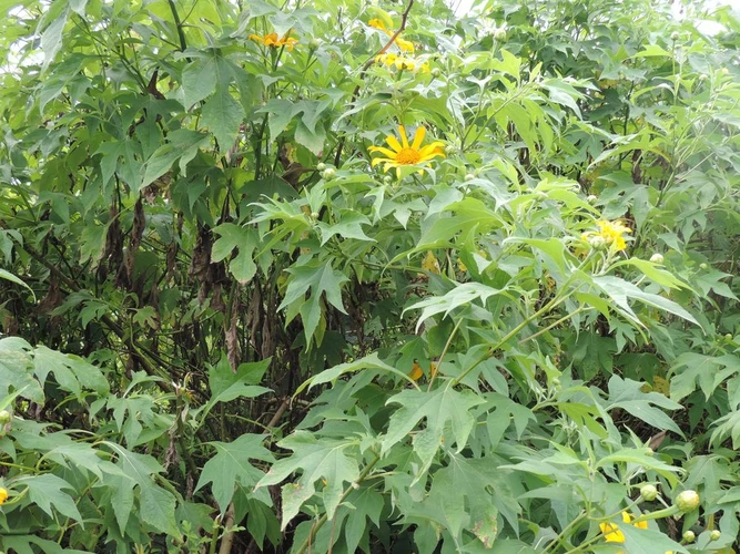 la biomasse de tithonia diversifolia
